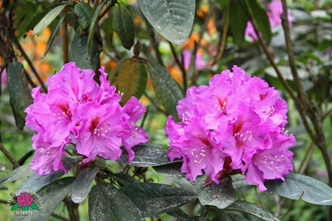Rhododendron   'Elza Radziņa'